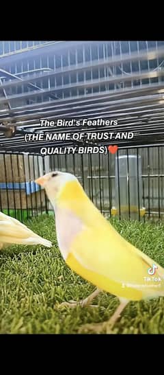 yellow lady gouldien pair available
