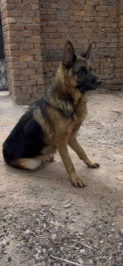 German shepherd male urgent for sale