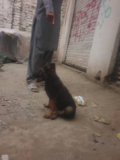 dog for sell