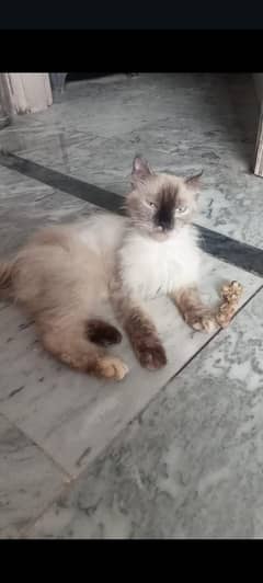 cat bilee