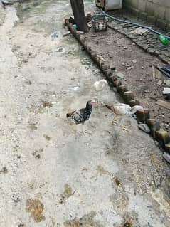 2 female and 1 male  by sale