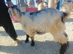 goat for sale