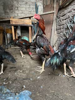 Aseel quality pair for sale