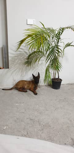 Belgian malinois