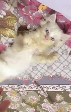 Double Cote Long Hair Doll Face Persion Kitten