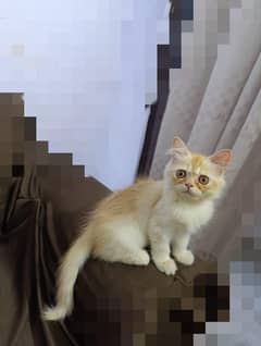 female