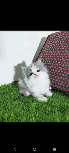 Persian kitten for sale only contacct whatup 03292450497