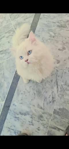 2 cats