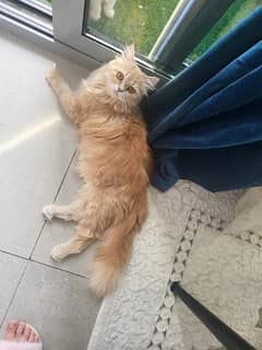 PERSIAN CAT  FOR SALE CUTE AND FRIENDLY  Cream: