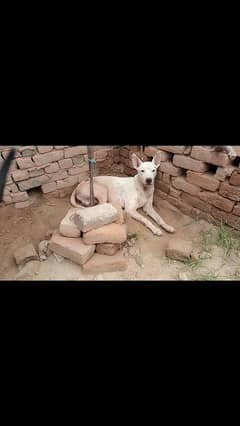 male dog for sale, cargo not available