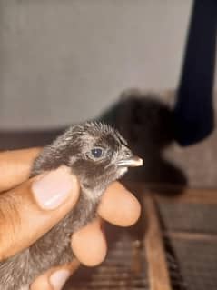 Dragon Chicks