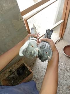 pigeon