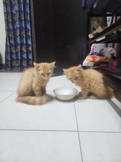 Ginger persian kittens For Sale