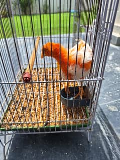 Free Chick