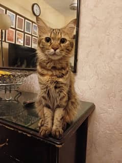 cat mix breed
