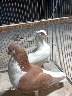 sherazi breeder pair and ready to breed pair are available for sale