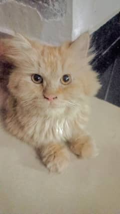 persian cat, well mannered, friendly, adorable loving