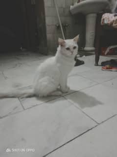 Persian Cat Yellow Eyes