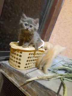 Persian kitten