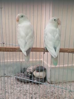 Pastel Ino Love Birds Pair – Healthy & Active 