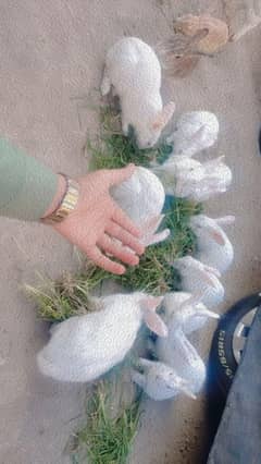 rabbit for sale Jora 1800