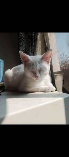 Persian
