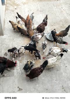 aseel and golden masiri hen