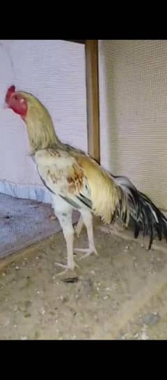 pattha