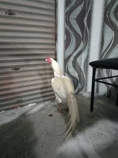 white murga long height full mazboot