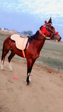 bohat