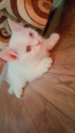 Persian kitten available