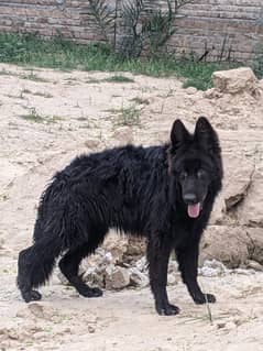 BLACK GERMAN SHEPHERD MALE