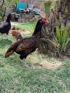 mianwali Aseel pakistani aseel