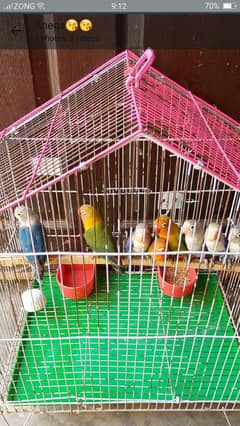 love birds for sale