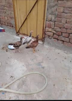 aseel hen