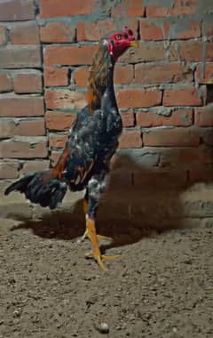 SHAMO male 11 Month