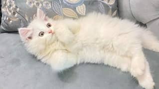 Persian  | Persian Cat | Punch Face Persian 03293556197WhatsApp