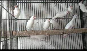 Java, Finch . Java finches, white java silver