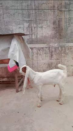MashaAllah 1Gulabi and 2Tedday Males Available Age 3months
