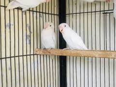 selling lovebirds  setup  total birds 40