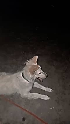 Russion Pista dog Pomerian Male