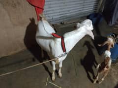 bakra 9 month