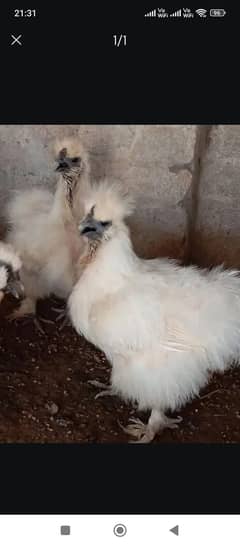 fancy hen eggs, polish/Silkie/bantam/buff. (03061340234)