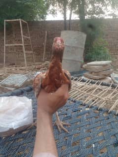 pure aseel