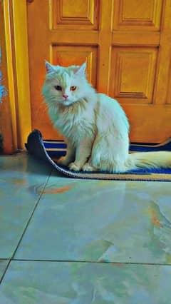 Persian double coat