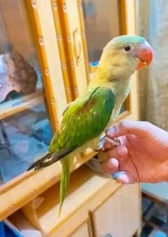 Kashmiri Raw Chick Male For Sale