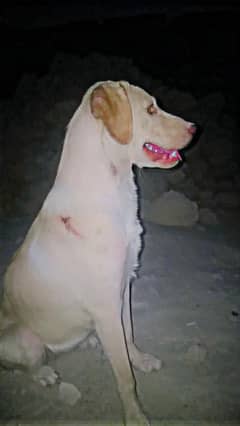 female labrador for sale