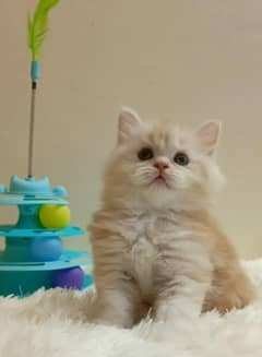 persian /triple coat/ punch face/  male/female kitten