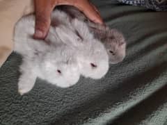 English engura rabbit