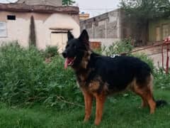 German shepherd breeder female